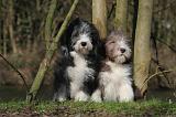 BEARDED COLLIE 319
